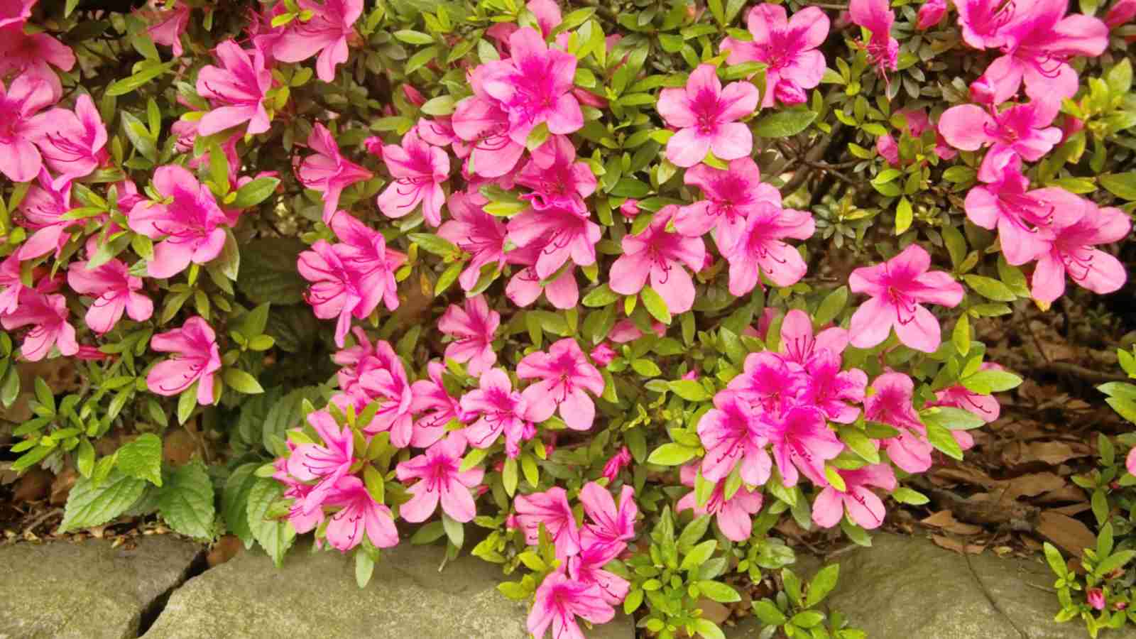 Pink evergreen azaleas
