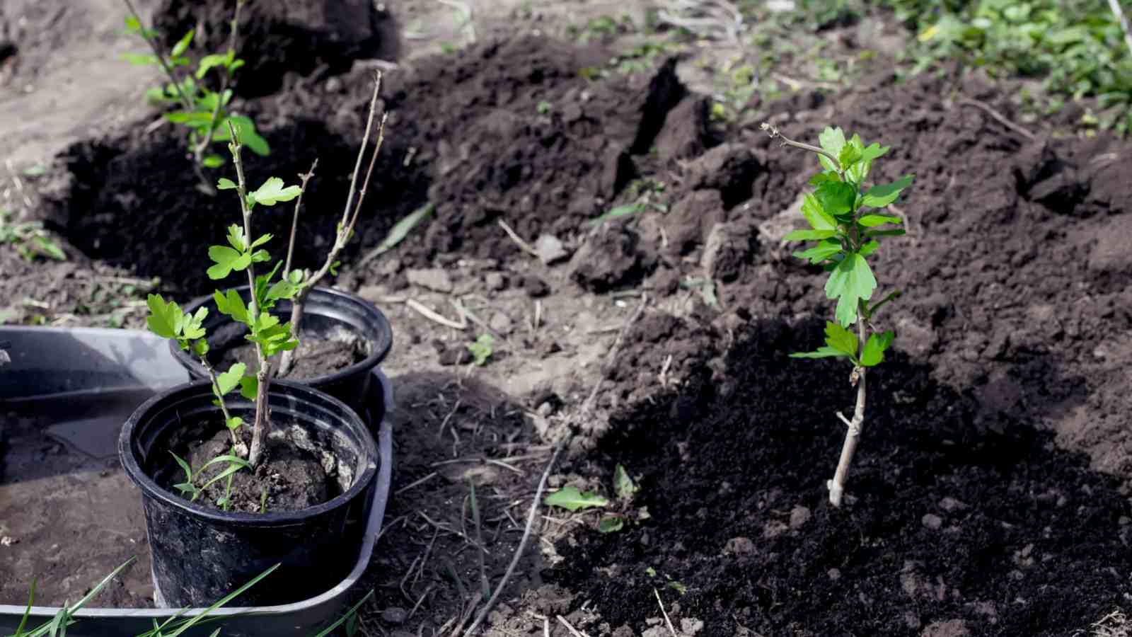 Adding fertilizer to growing Hibiscus in the soil