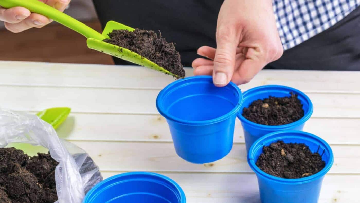 11 Must-Do February Gardening Tasks for a Blooming Season
