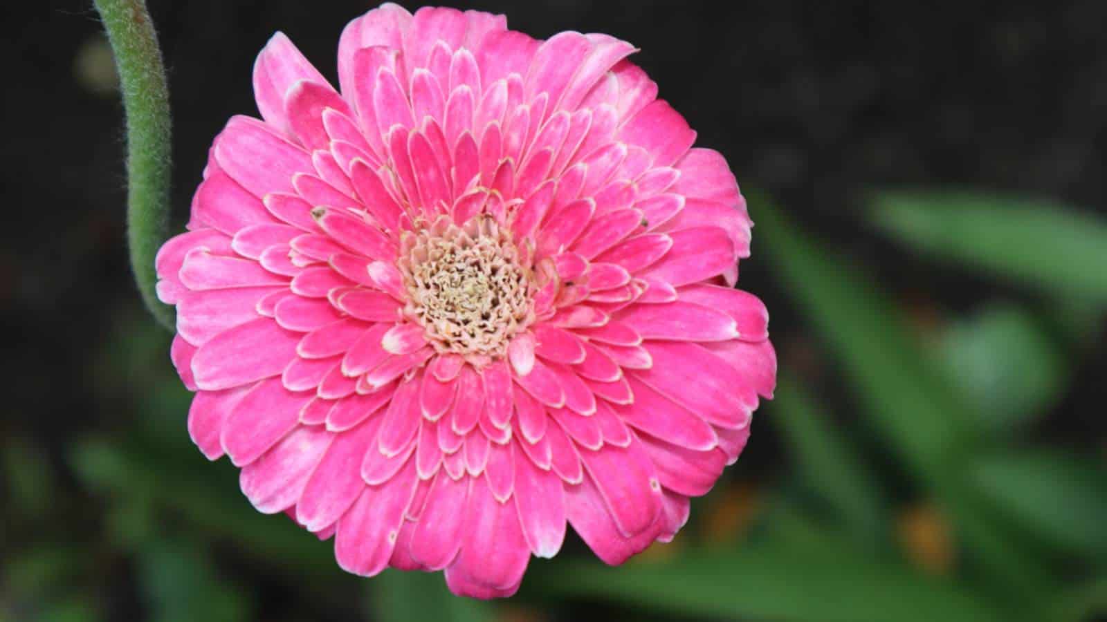 Closeup view of pink Floristโs daisy blooming in the garden