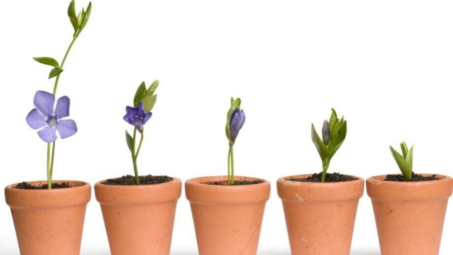 Flower development from seeds