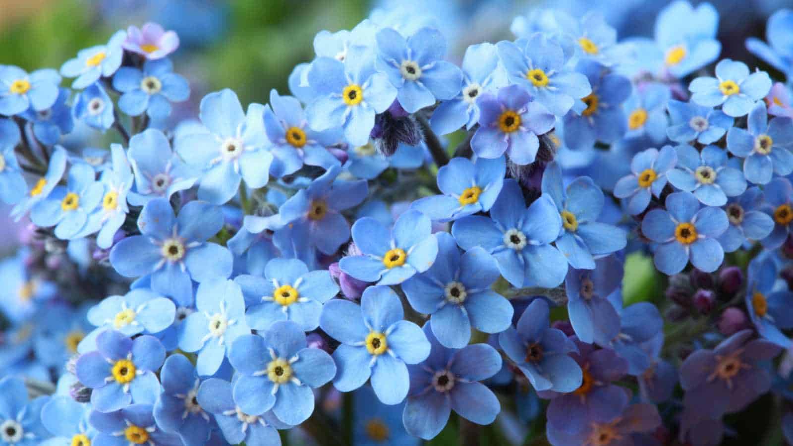 Forget-Me-Nots