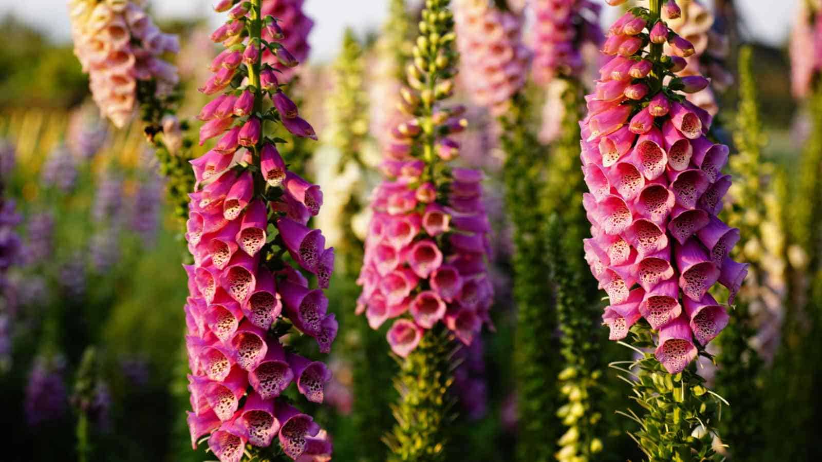 Foxgloves