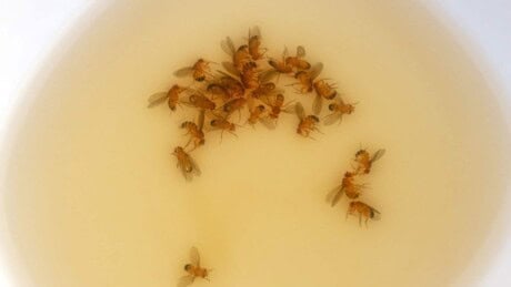 Fruit flies trapped and drowned in vinegar