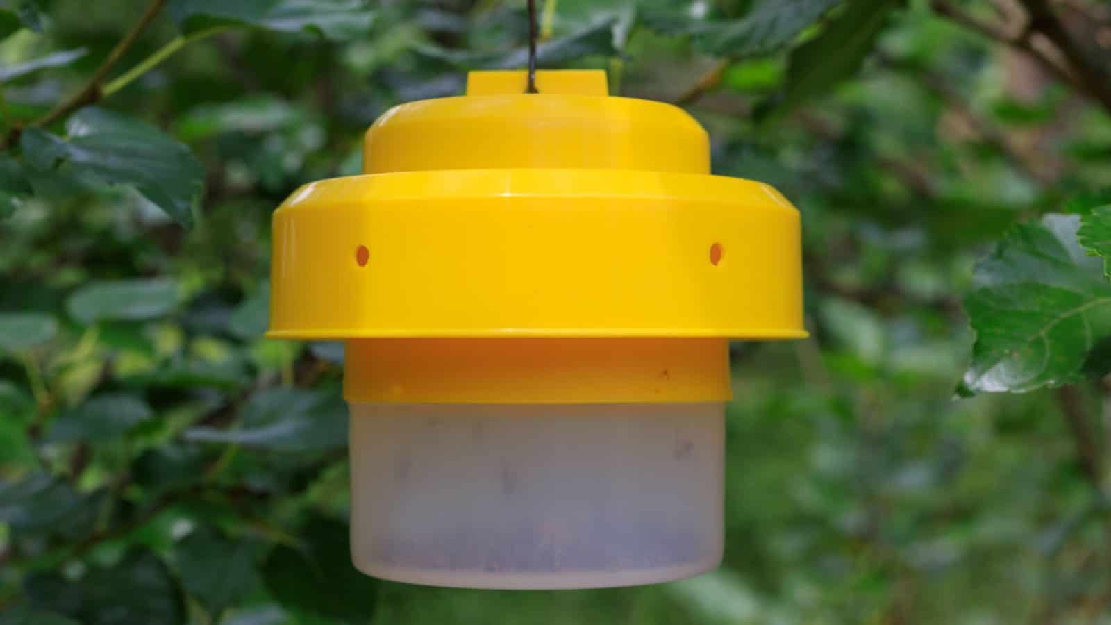 Hanging fly and insect trap in the garden
