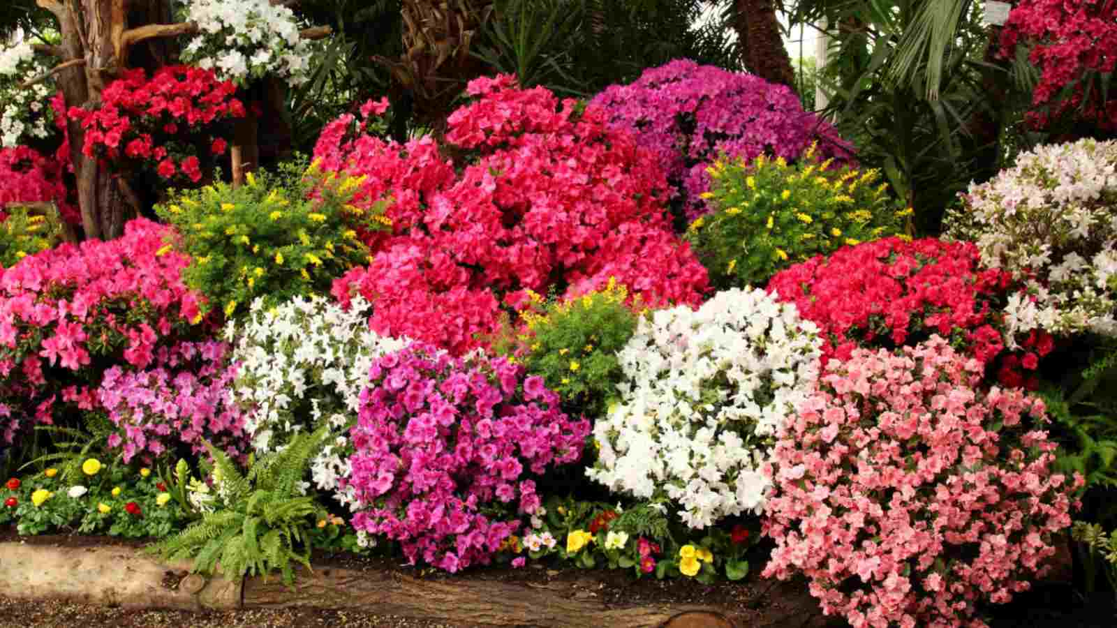 Colorful azaleas in the garden
