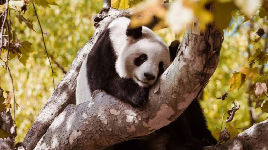 Giant Panda