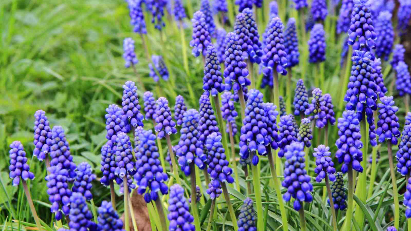Grape Hyacinth