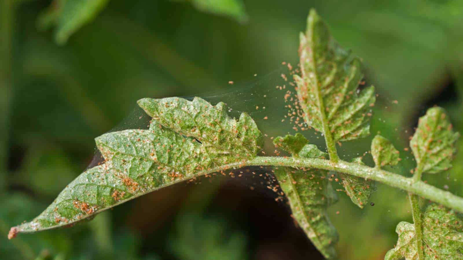 Spider mites on green leaves