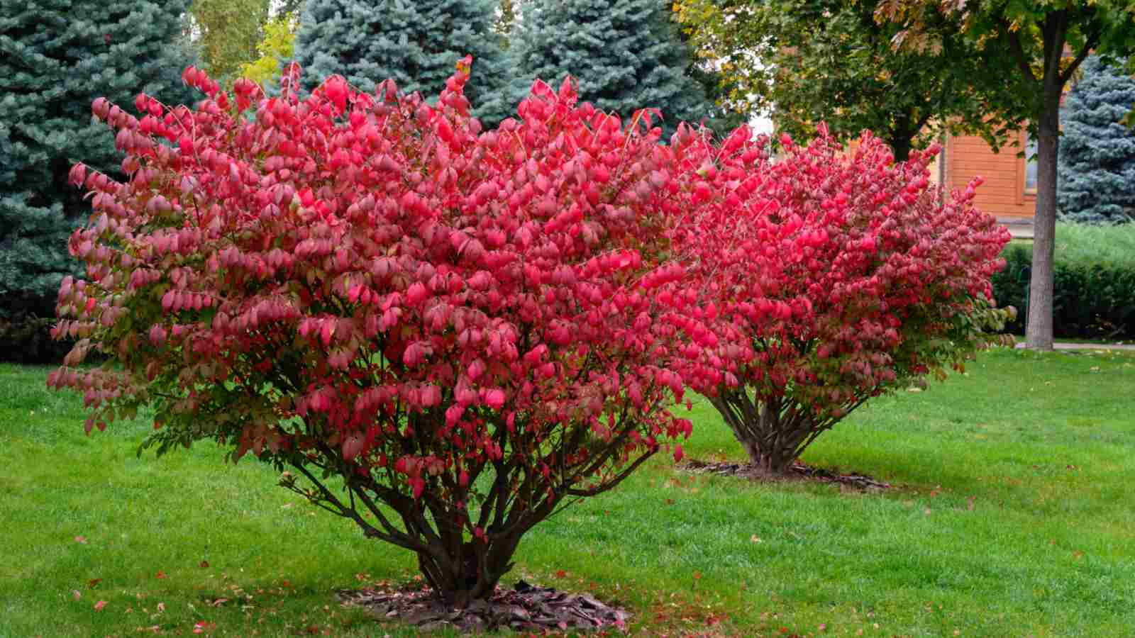 How To Grow And Care For Burning Bush Eunymus Alatus How To Grow And Care For Burning Bush Eunymus Alatus