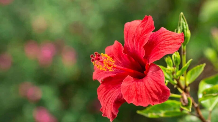 Selective focus of the red flower of a Hibiscus
