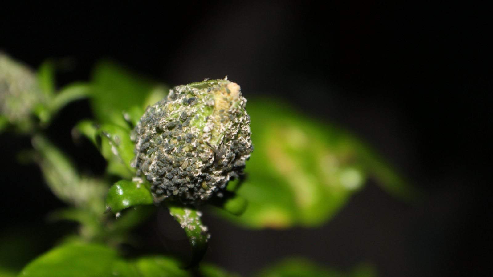Bud of hibiscus with blight
