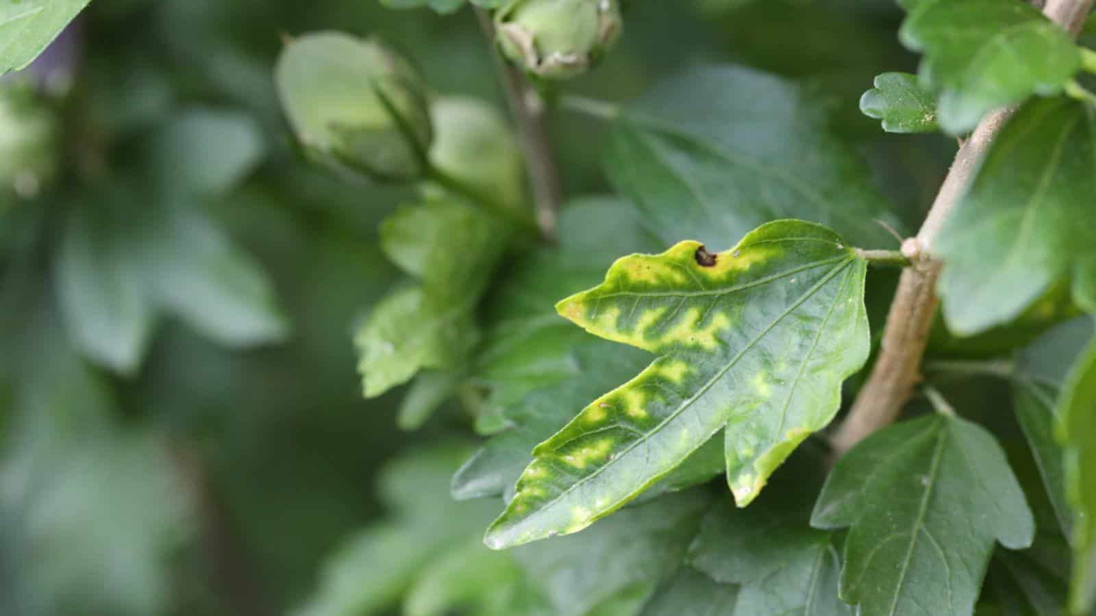 Leaf spots on a Hibiscus plant