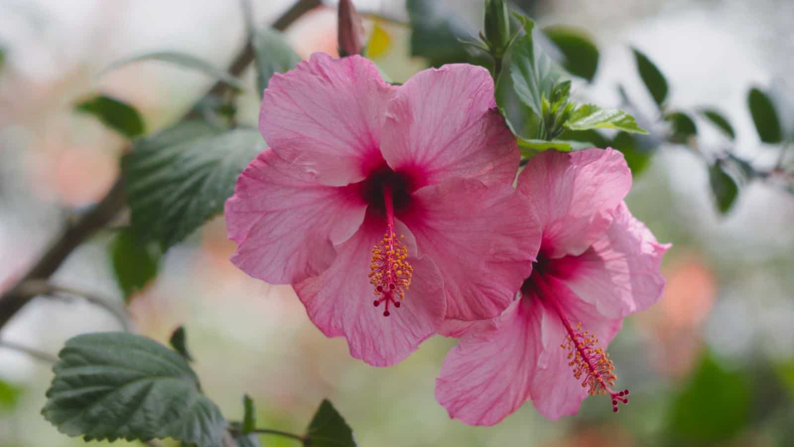 Pink Hibiscus flowers
