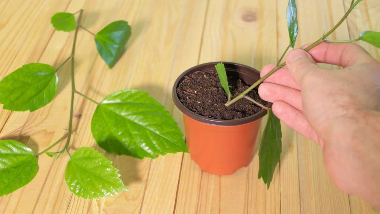 Propagating hibiscus through cuttings