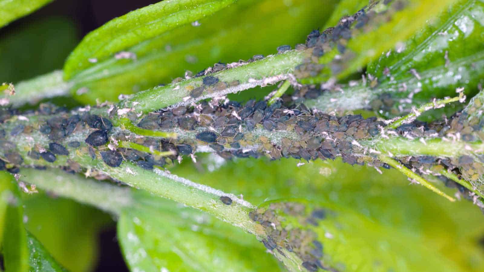 Aphids on the shoot of a Hibiscus plant