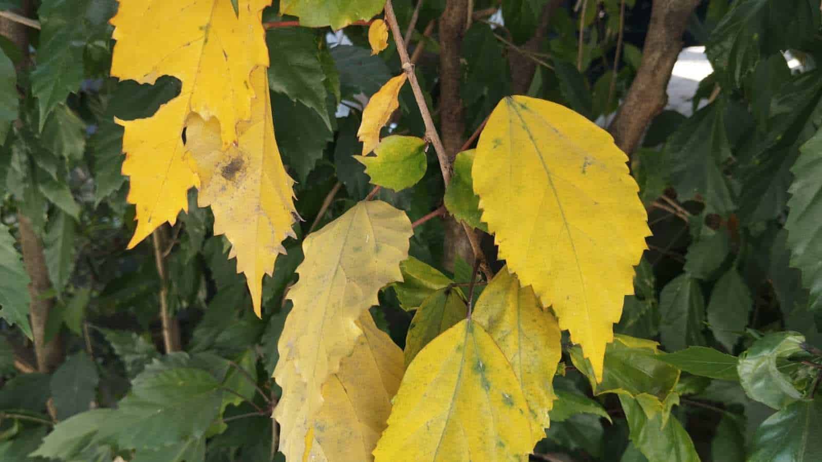 Yellowing leaves of Hibiscus