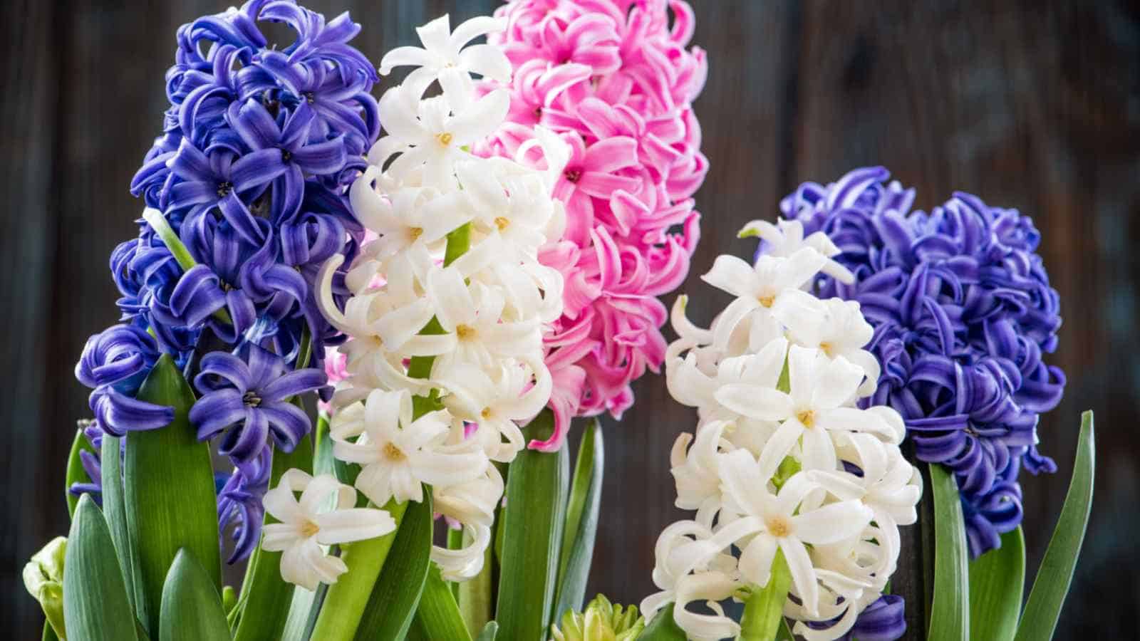 Hyacinth