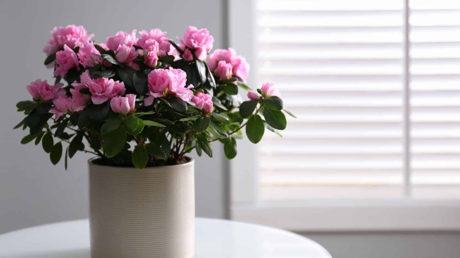 Pink azalea on a white pot indoor on a white round table