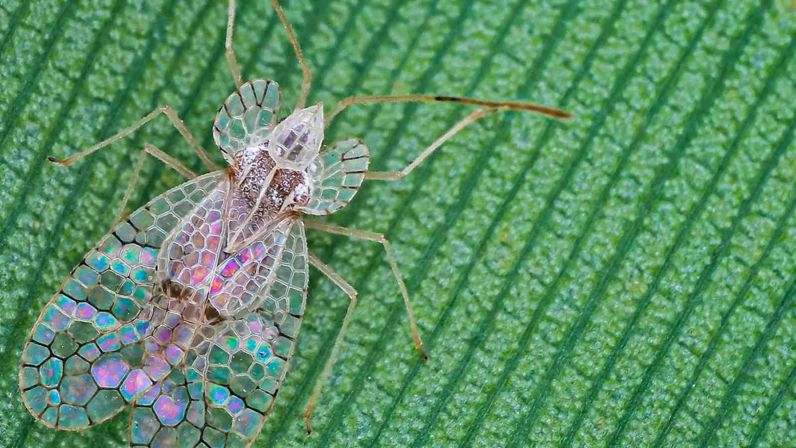 Macro of a lace bug