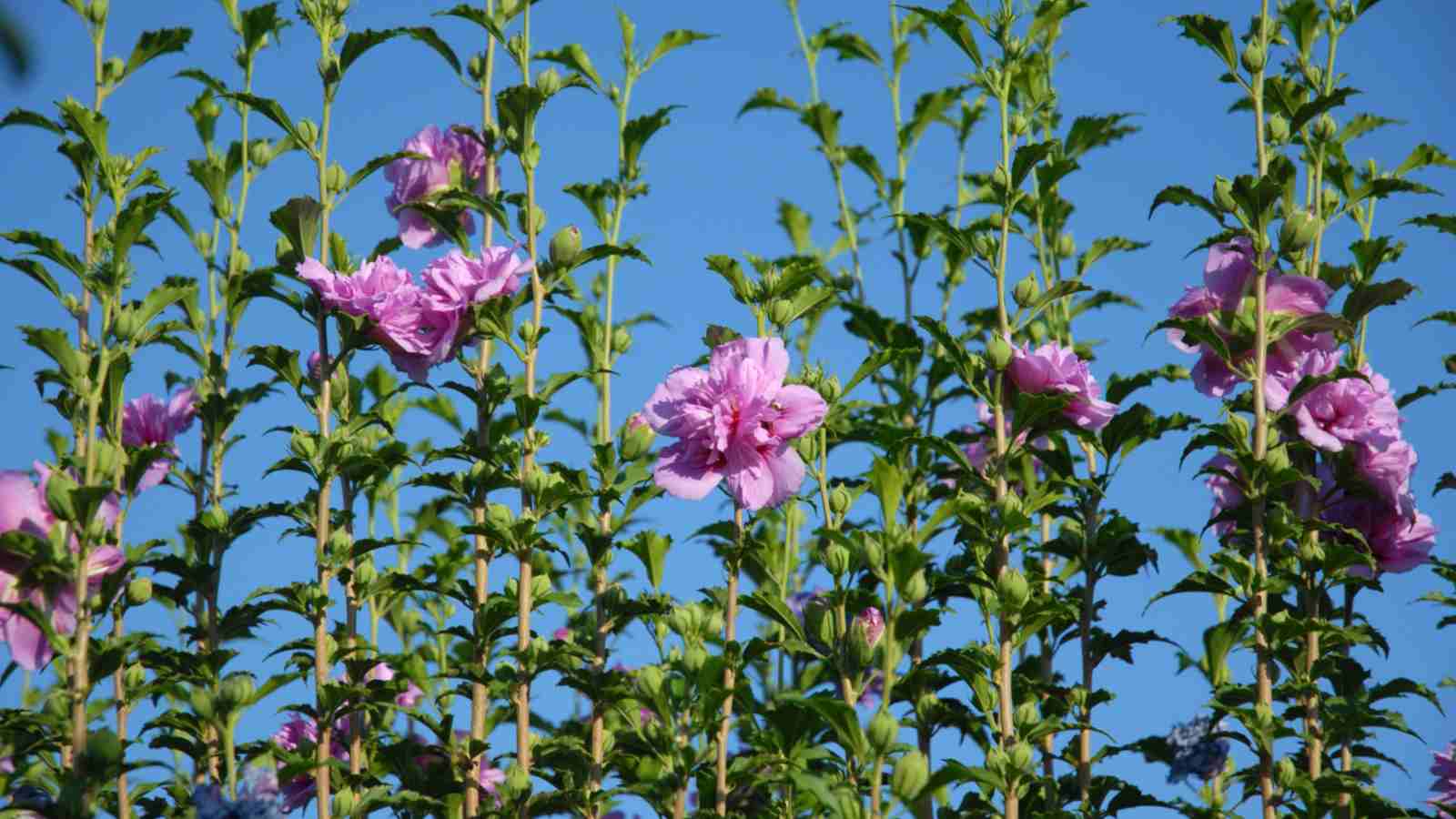 Rose of Sharon Lavender Chiffon bushes under the blue sky