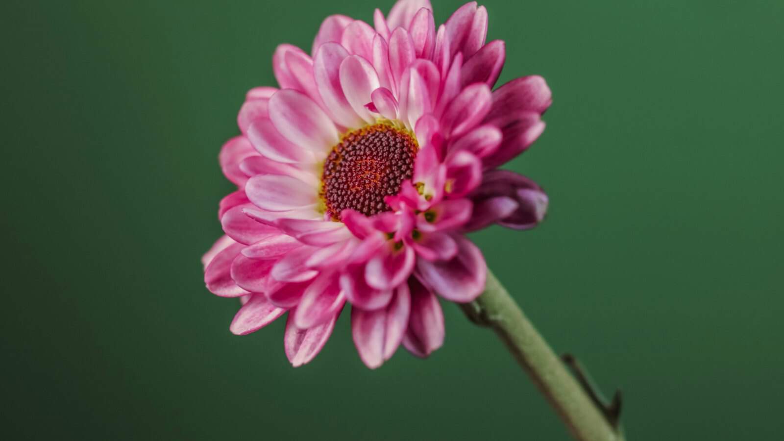 Closeup of a blooming lavender chrysanthemum flower