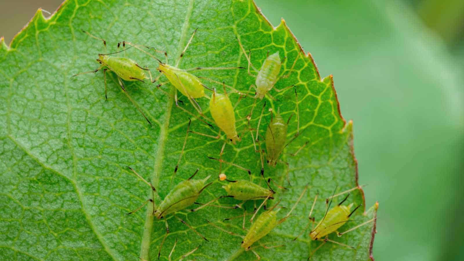 Aphids on a green leaf