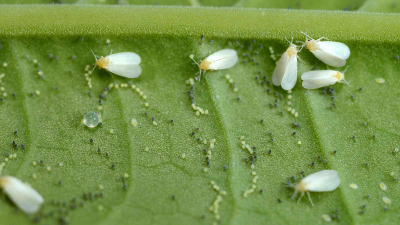 Whiteflies on a green leaf
