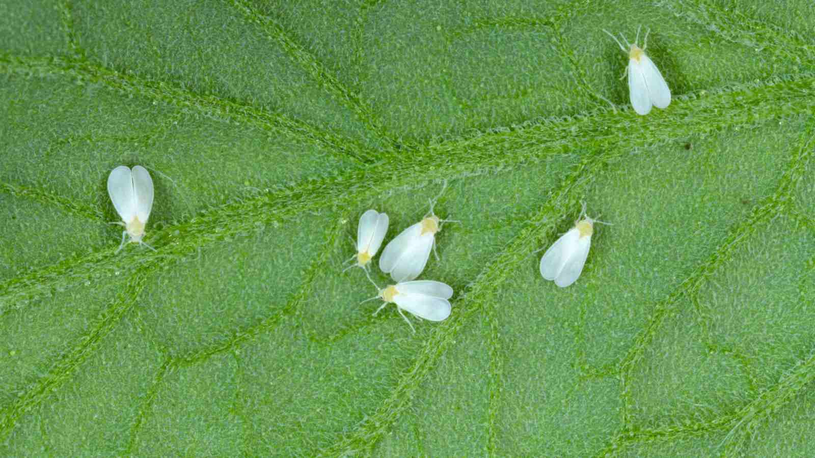 Whiteflies on a green leaf