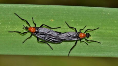 Love bugs mating on a green leaf sheath