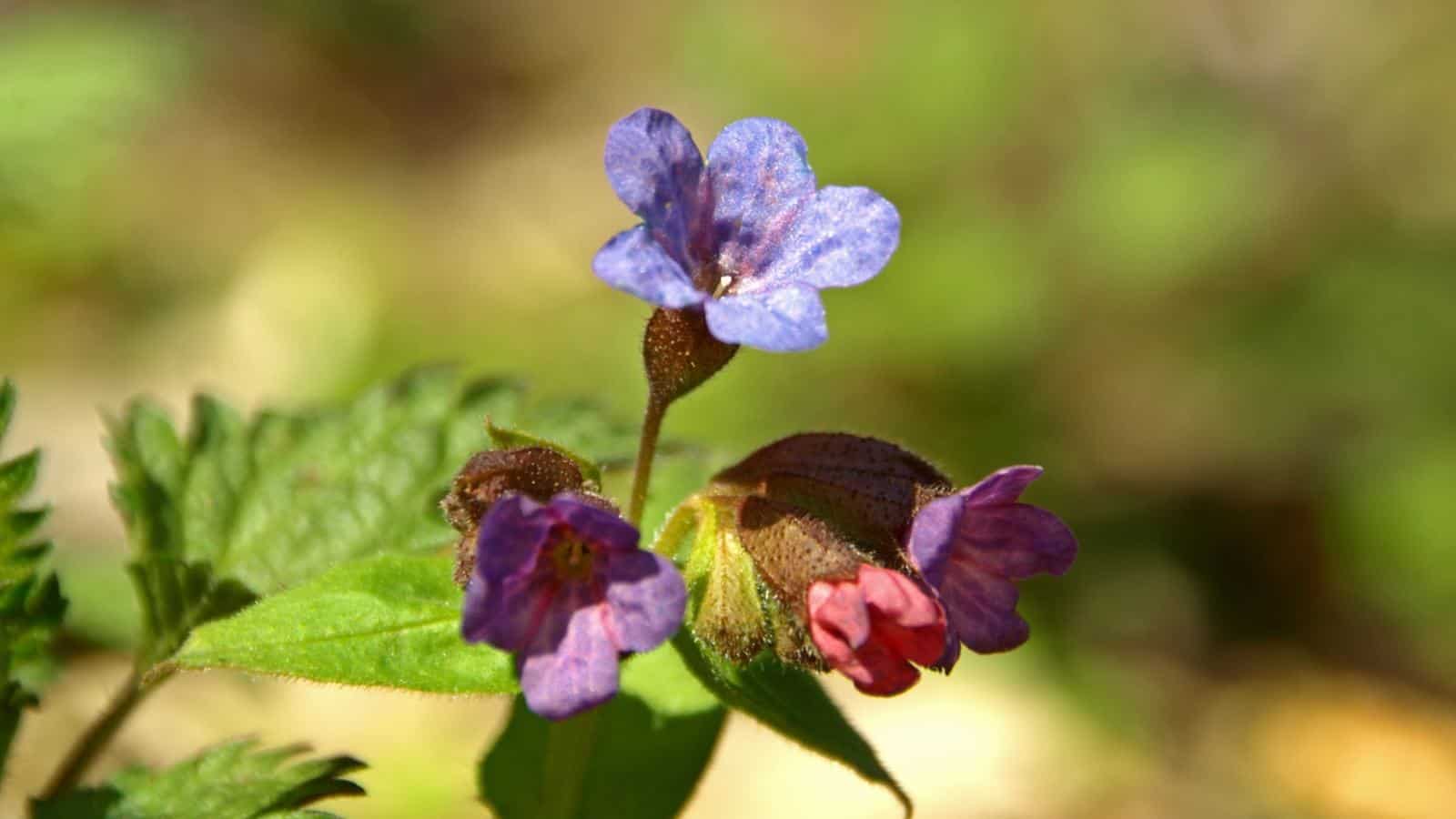 Lungwort