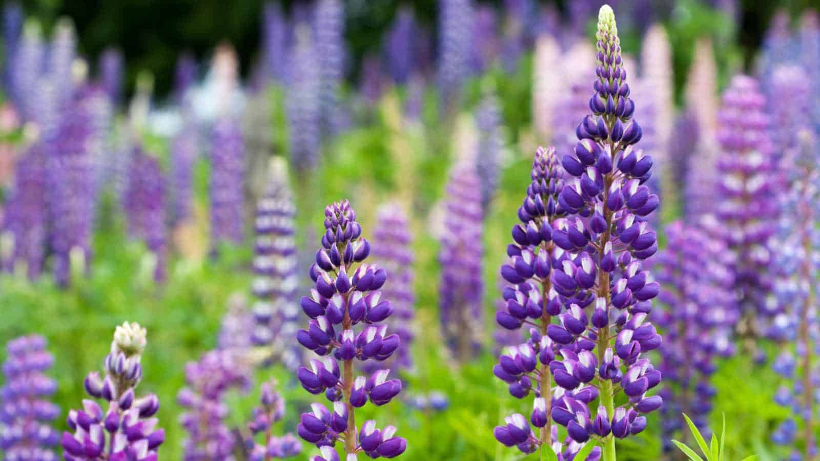 Lupine