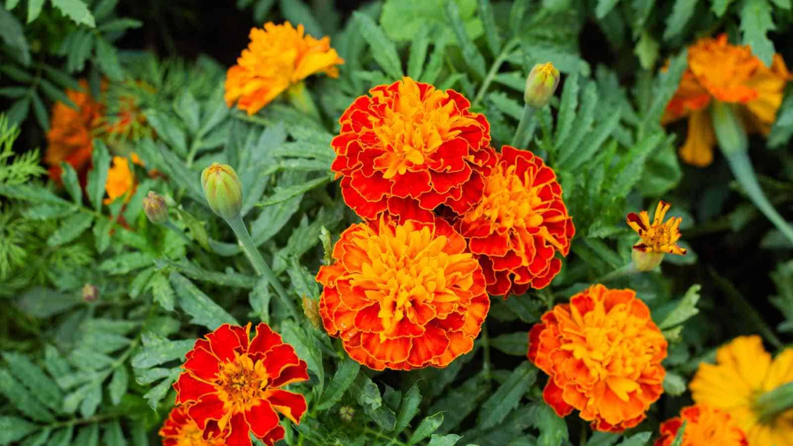 Marigolds