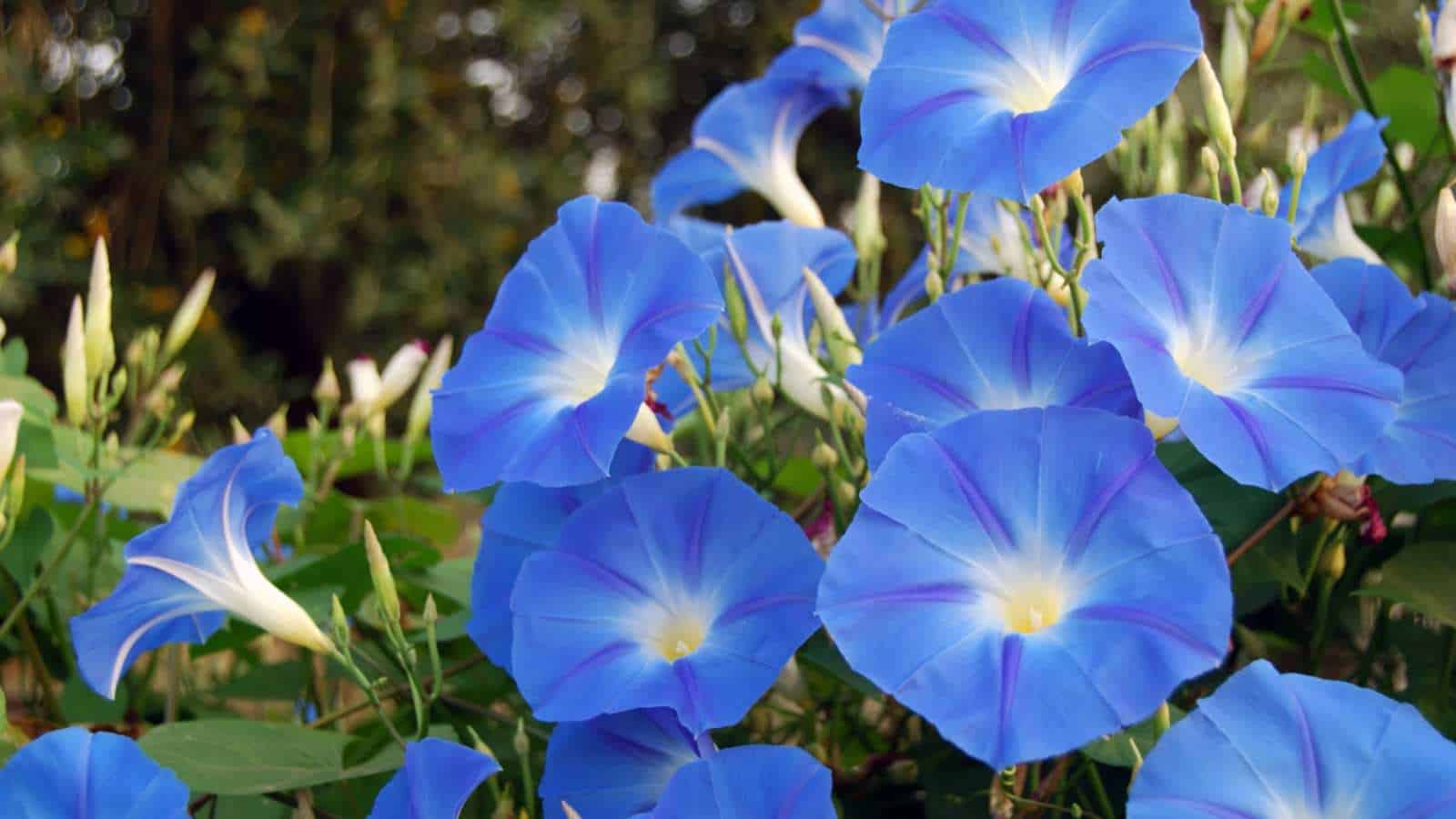 Morning Glory