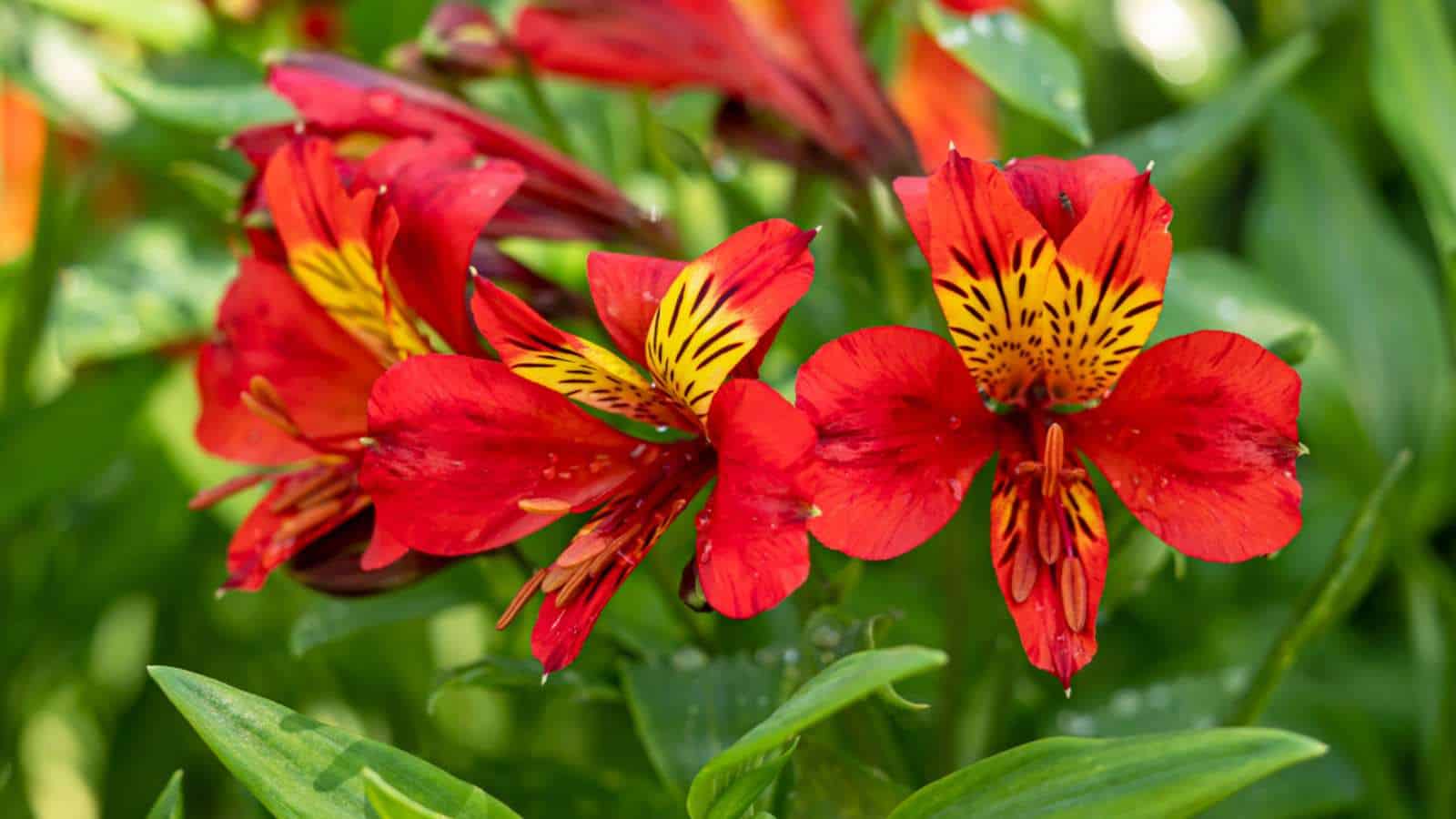What Are Peruvian Lilies