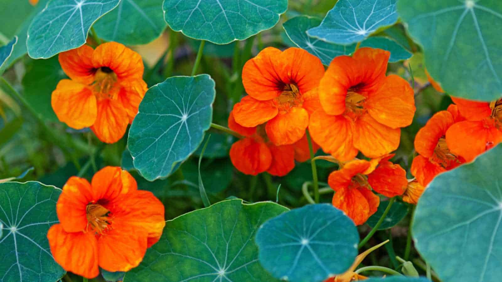 Nasturtiums