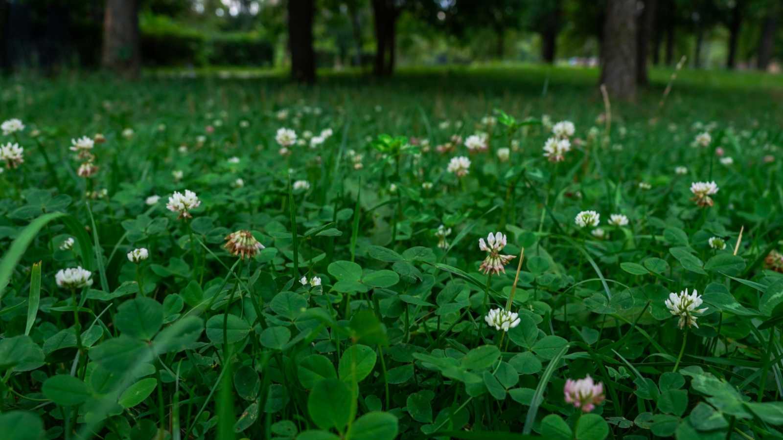 Natural Weed Suppression