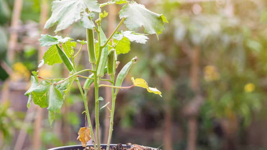 From Patio to Plate: The Best Vegetables to Grow in Containers