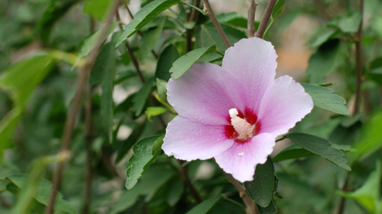 One blooming pink Rose of Sharon flower