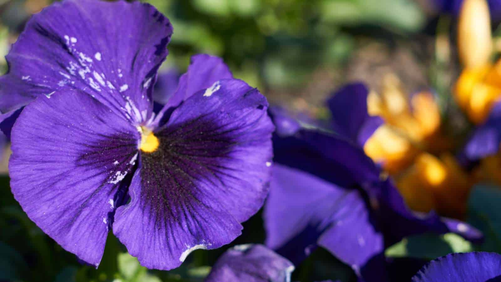 Pansy
