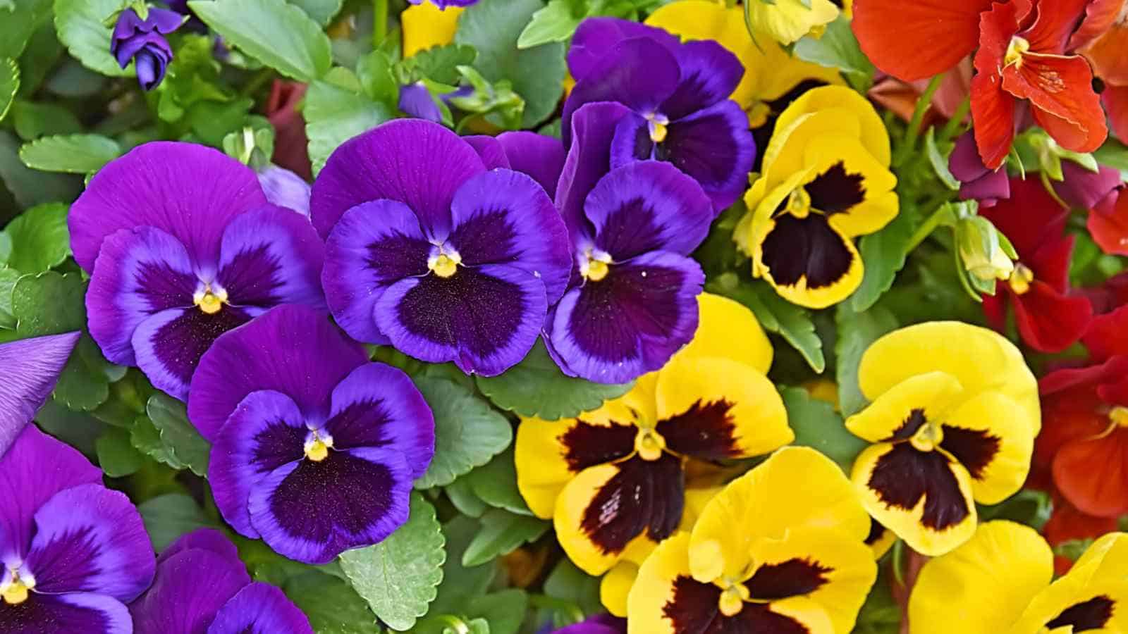 Pansy