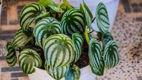 Peperomia with green leaves on a white pot