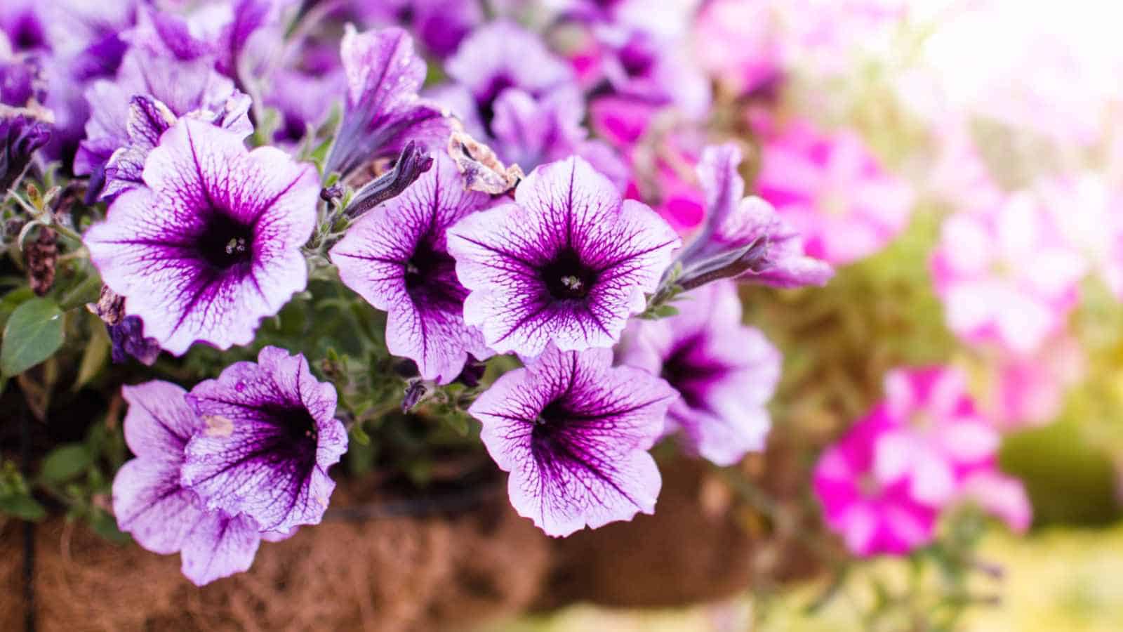 Petunia