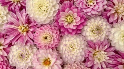 Pink and White Petals