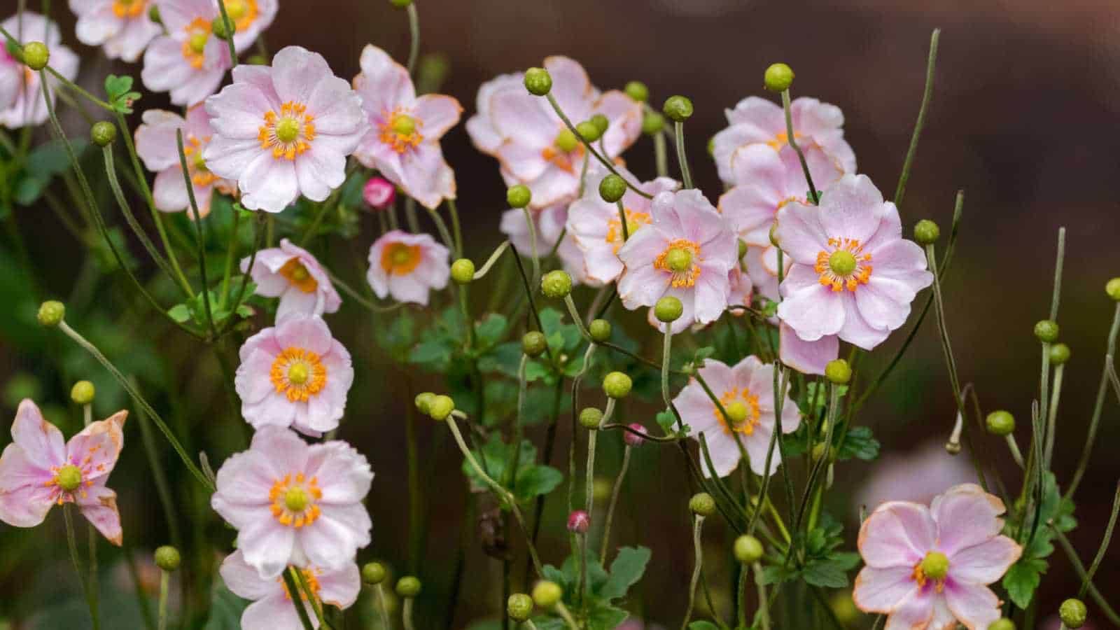 Anemone hupehensis var. japonica pink flowers blooming in the garden