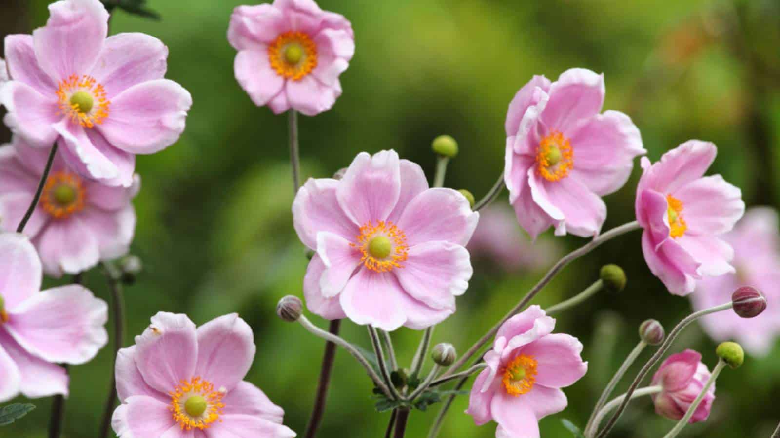 Selective focus of pink anemone flowers