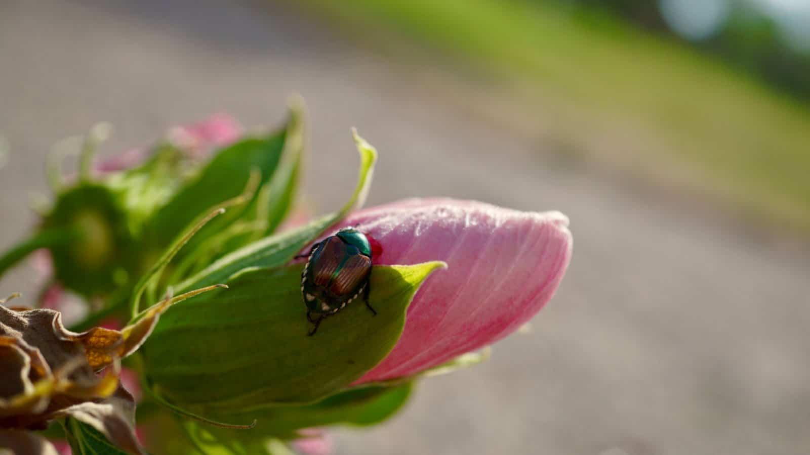 Japanese beetle crawling on pink hibiscus