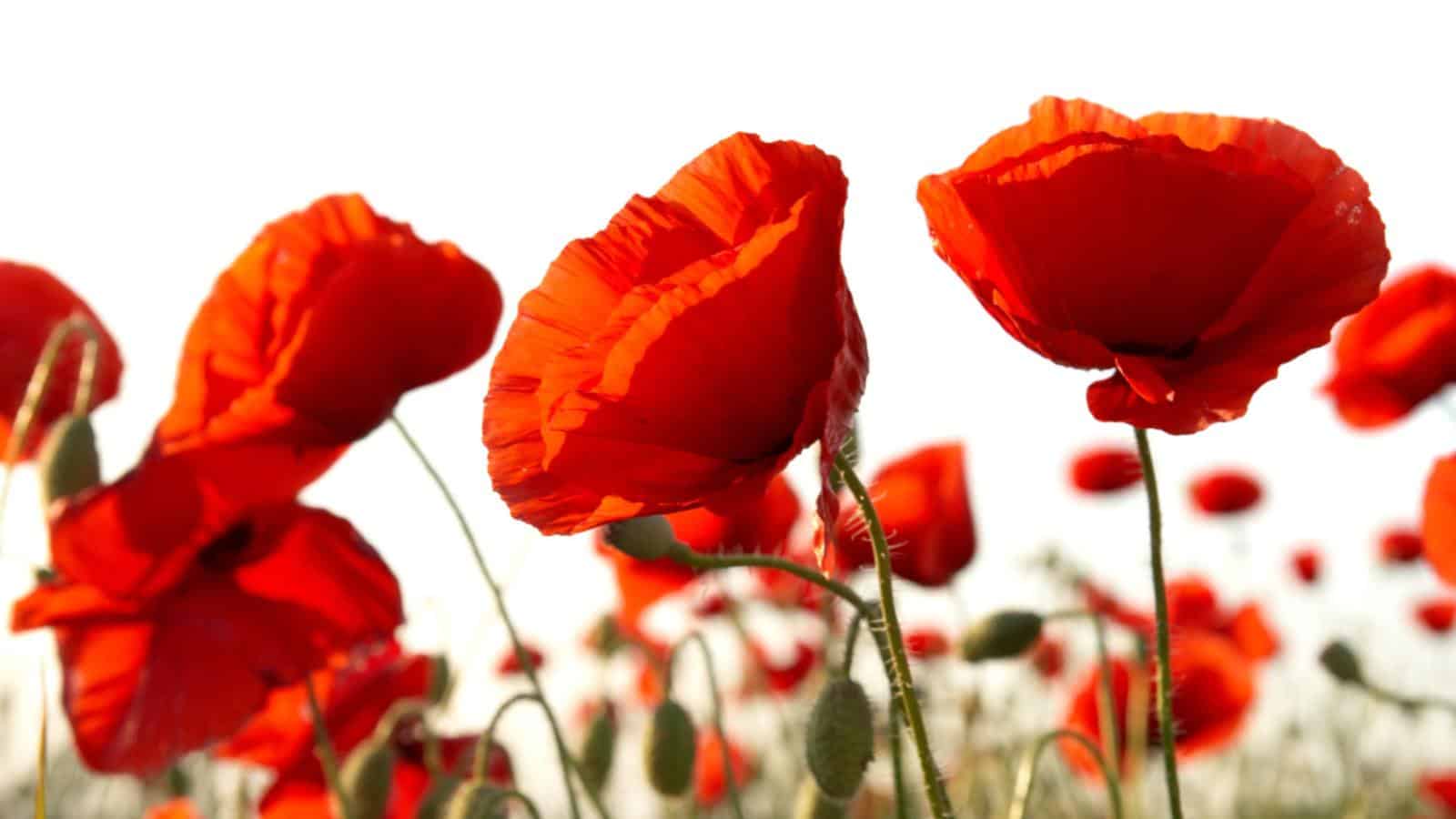 Poppy