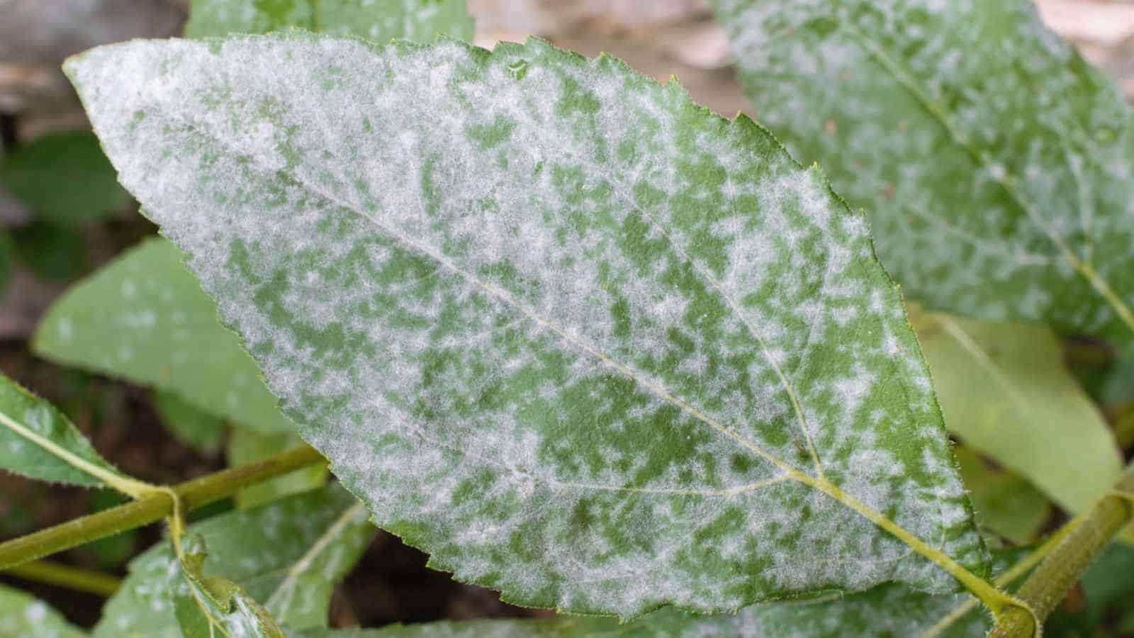 Powdery mildew on a leaf