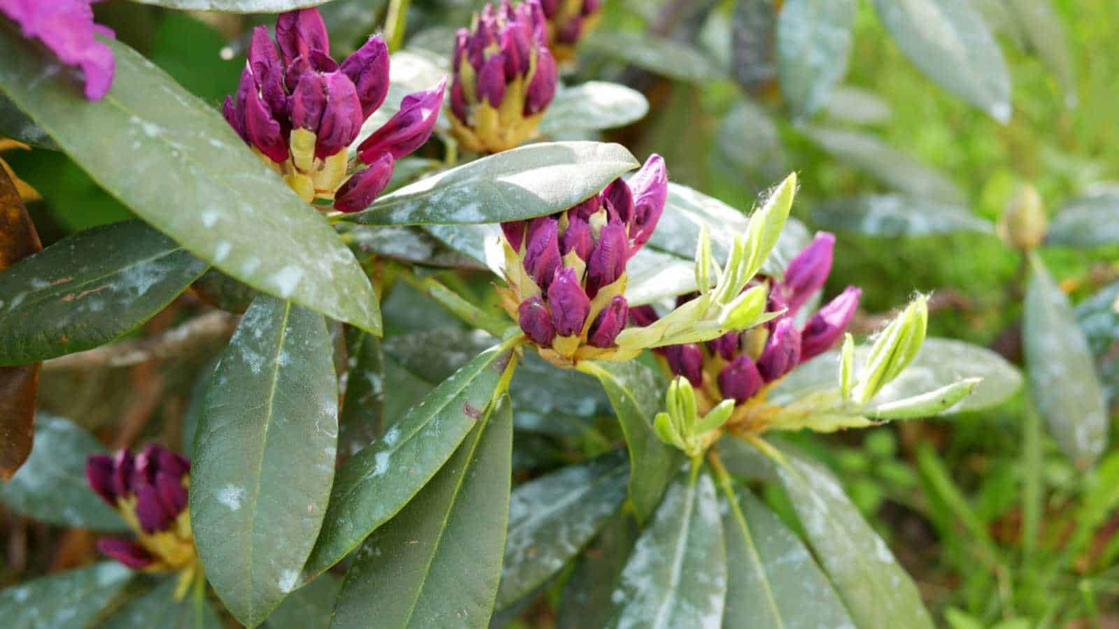 Purple azalea with powdery mildew